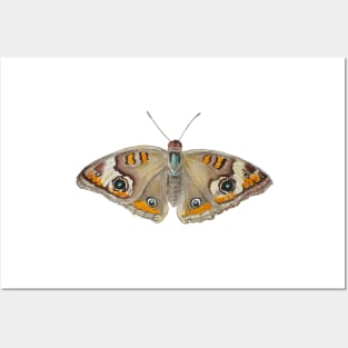 Common Buckeye Butterfly Posters and Art